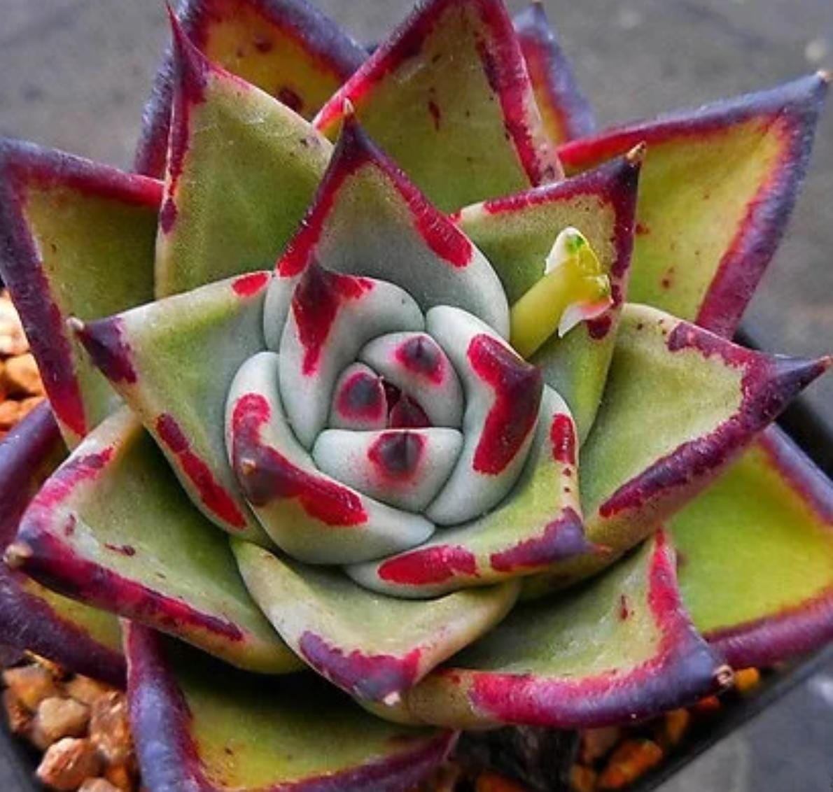 black rosette succulent Echeveria Black Ruby - beautiful succulent