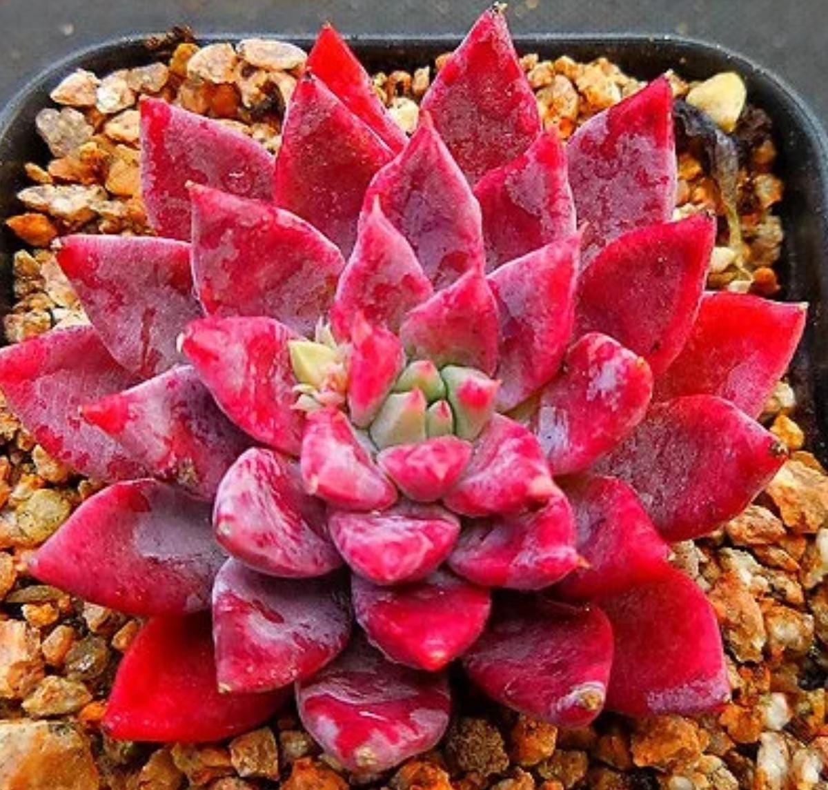 leopard succulent Echeveria Leopard - beautiful succulent