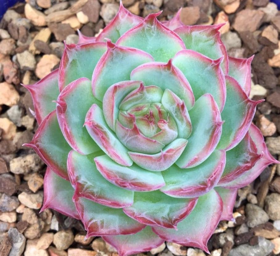 silhouette succulent Echeveria Silhouette - beautiful succulent