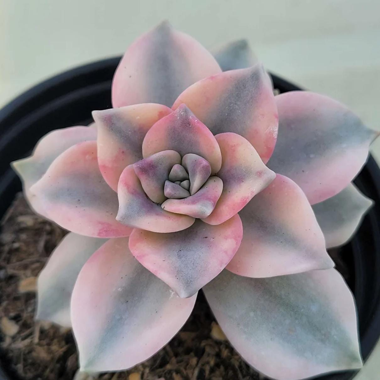 petal leaf succulent Graptopetalum Purple Delight 2 - beautiful succulent