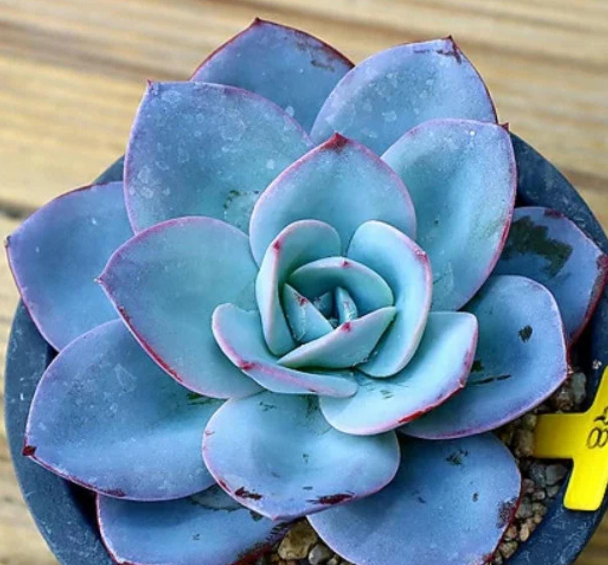 blue rosette succulent Echeveria Brinks Blue - beautiful succulent