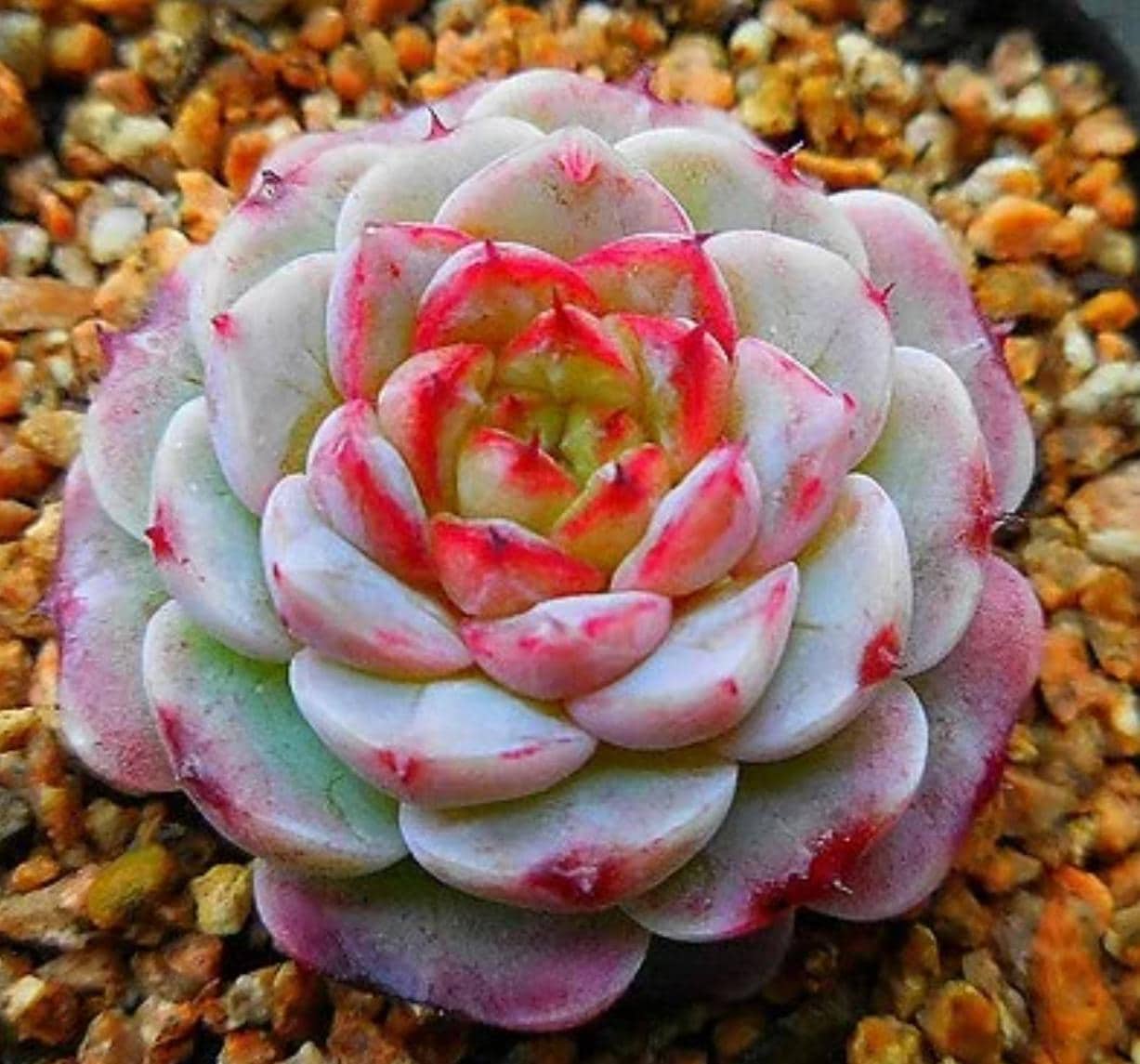 red leaf succulent Echeveria Red Velvet - beautiful succulent