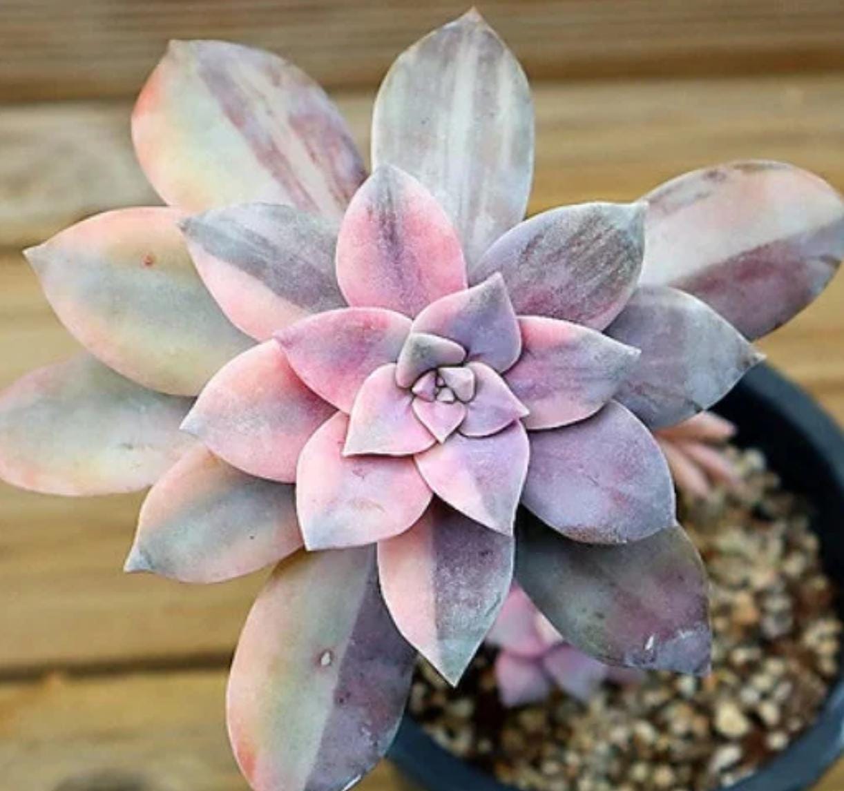 succulent superbum Graptopetalum Pentandrum Superbum - beautiful succulent