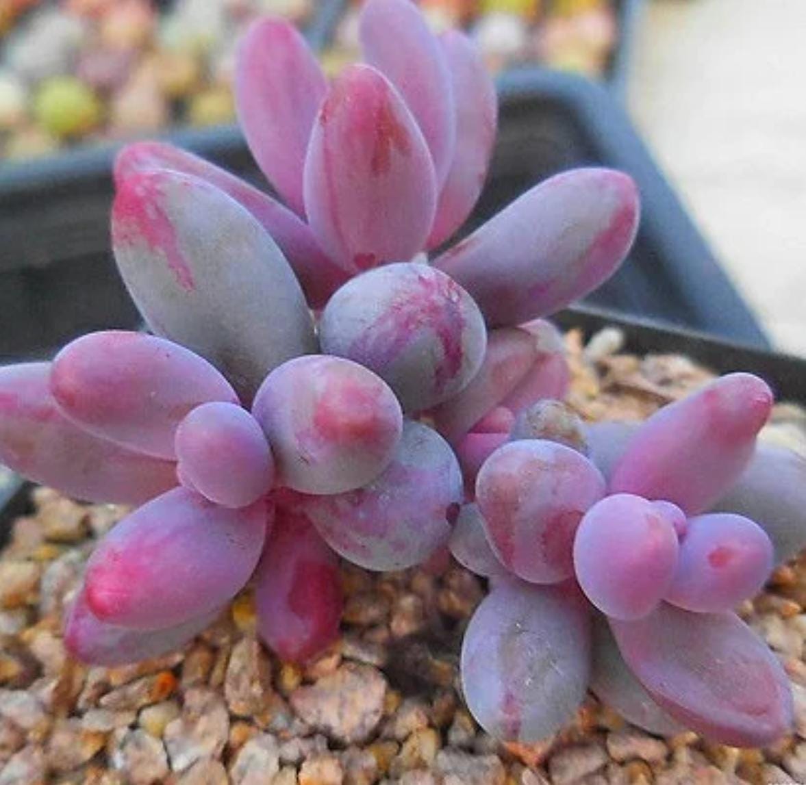 guangzhou succulent Pachysedum Ganzhou - beautiful succulent
