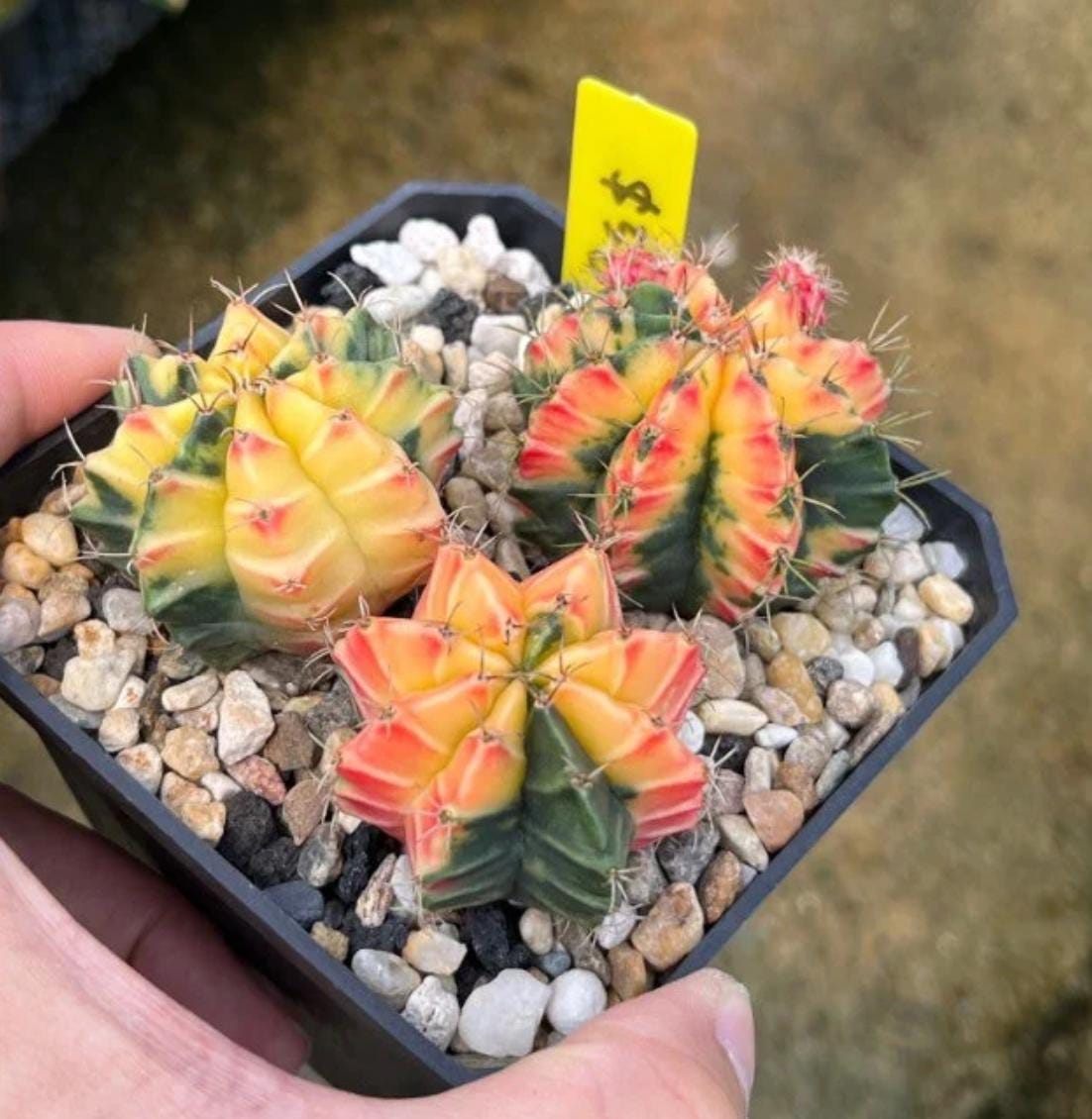 succulent cactus seeds 10 Seeds of Gymnocalycium mihanovichii - Rare Succulent