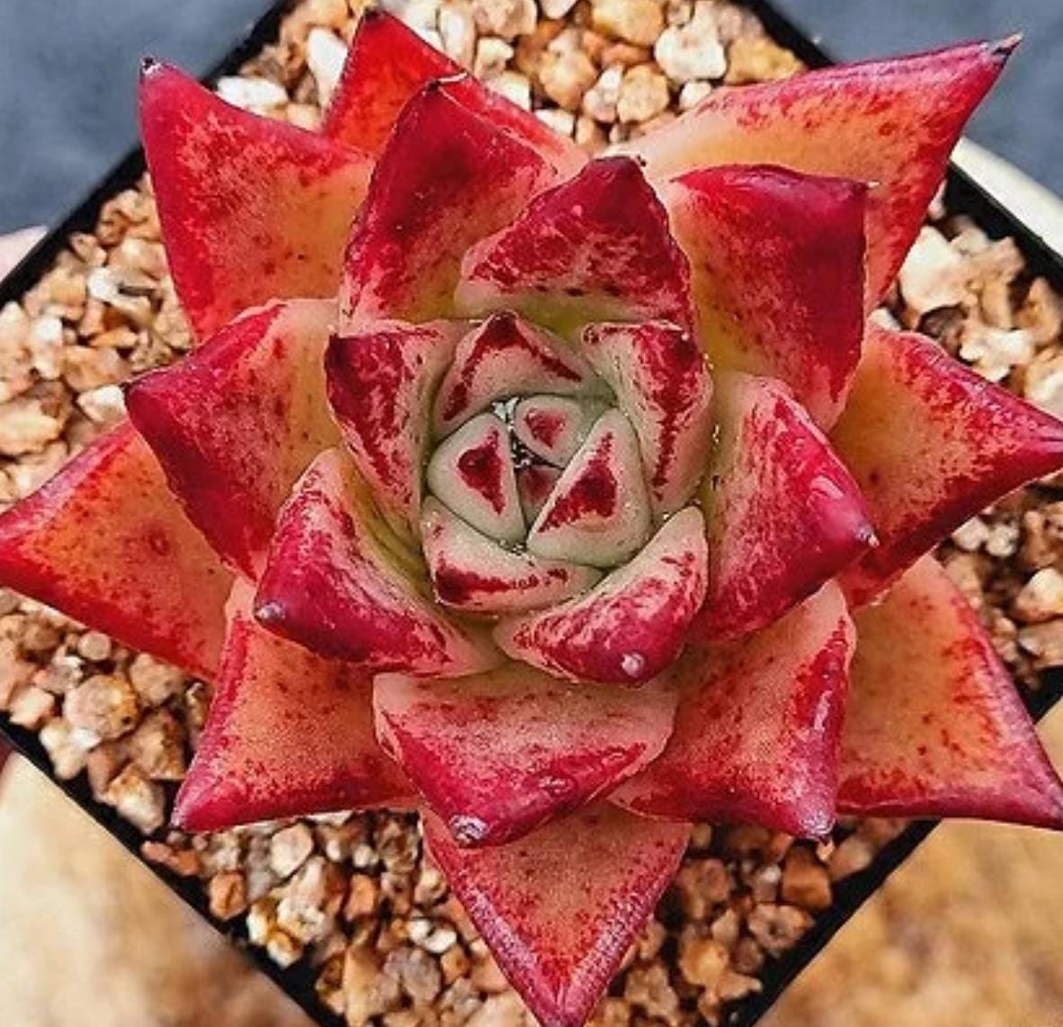 ebony succulents Echeveria Orange Ebony - beautiful succulent