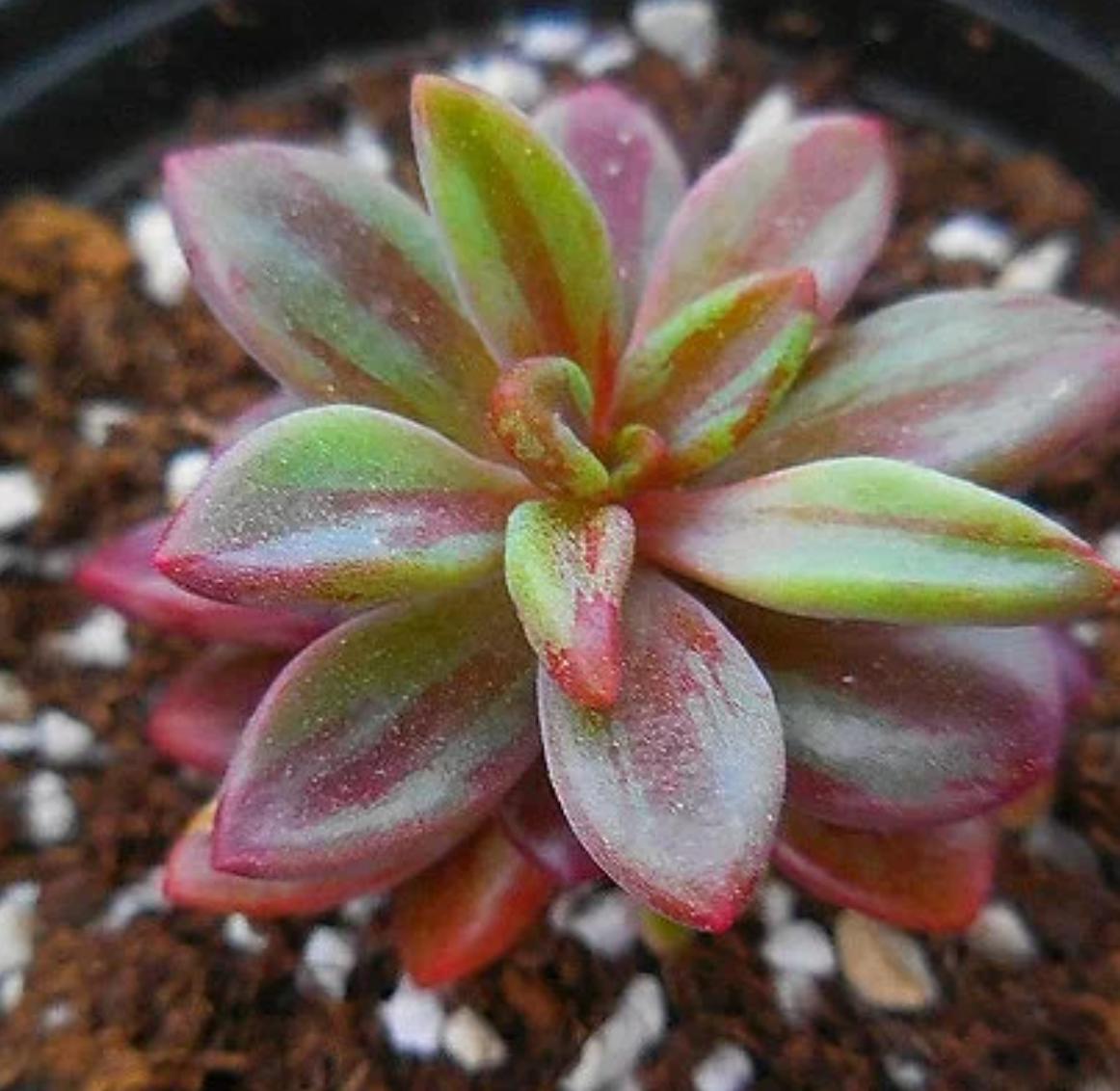 succulent echeveria propagation Echeveria Rezry - beautiful succulent