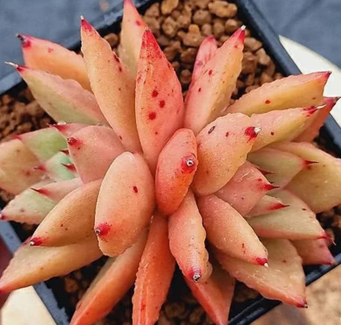 a & a succulents Echeveria Shaikh - beautiful succulent