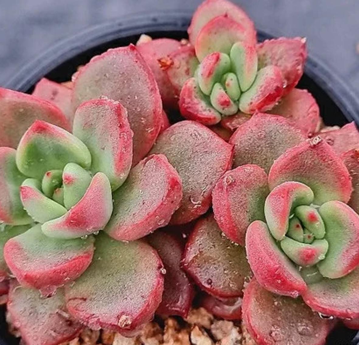 buy rare succulents Echeveria Chapote - beautiful succulent