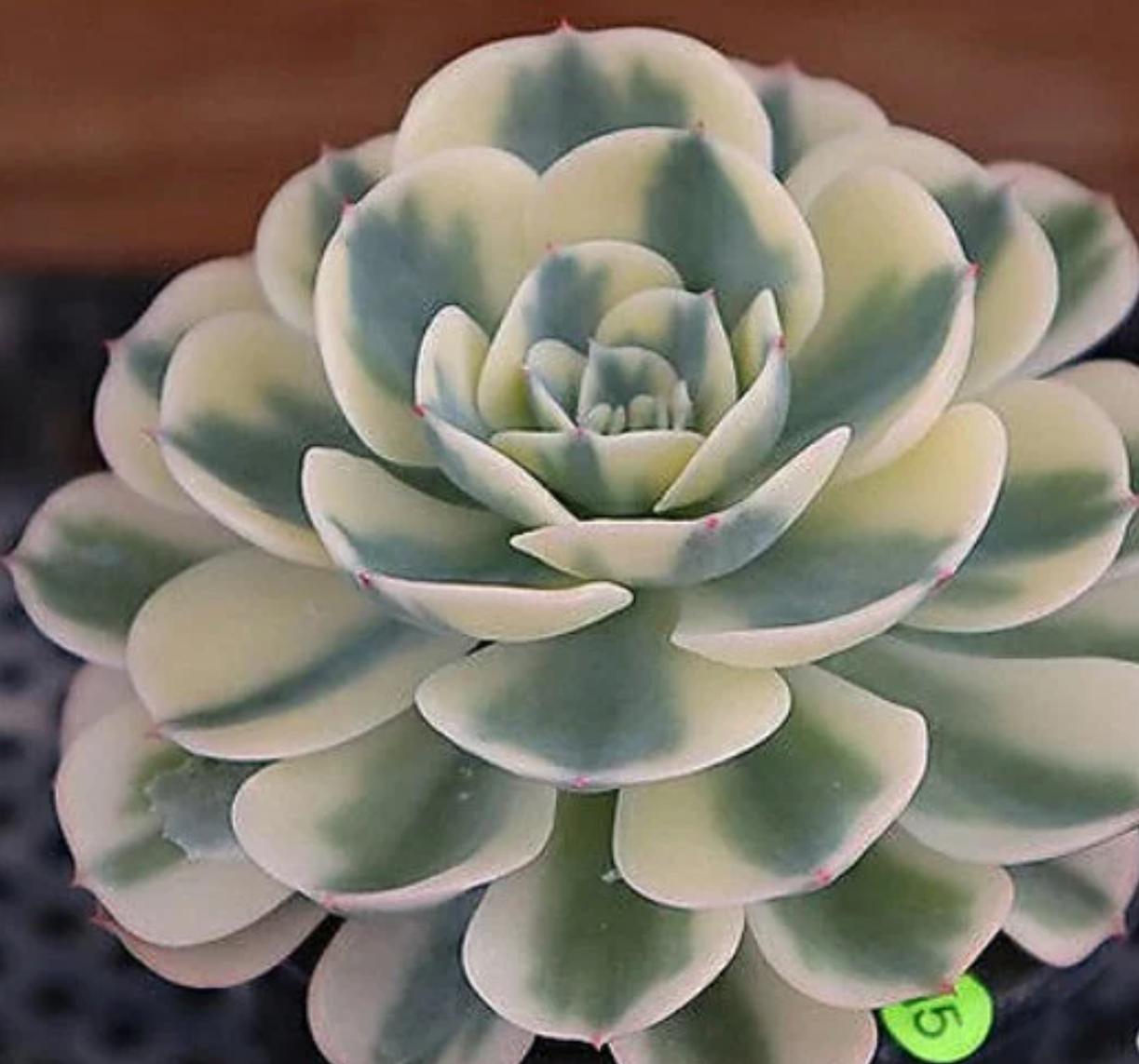compton carousel succulent Echeveria Lenore Dean - Compton Carousel - beautiful succulent