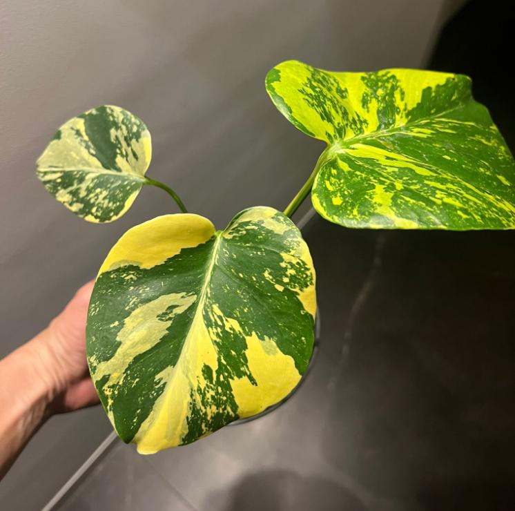 aurea monstera for sale Monstera deliciosa Aurea - Monstera Aurea- Rare Plant