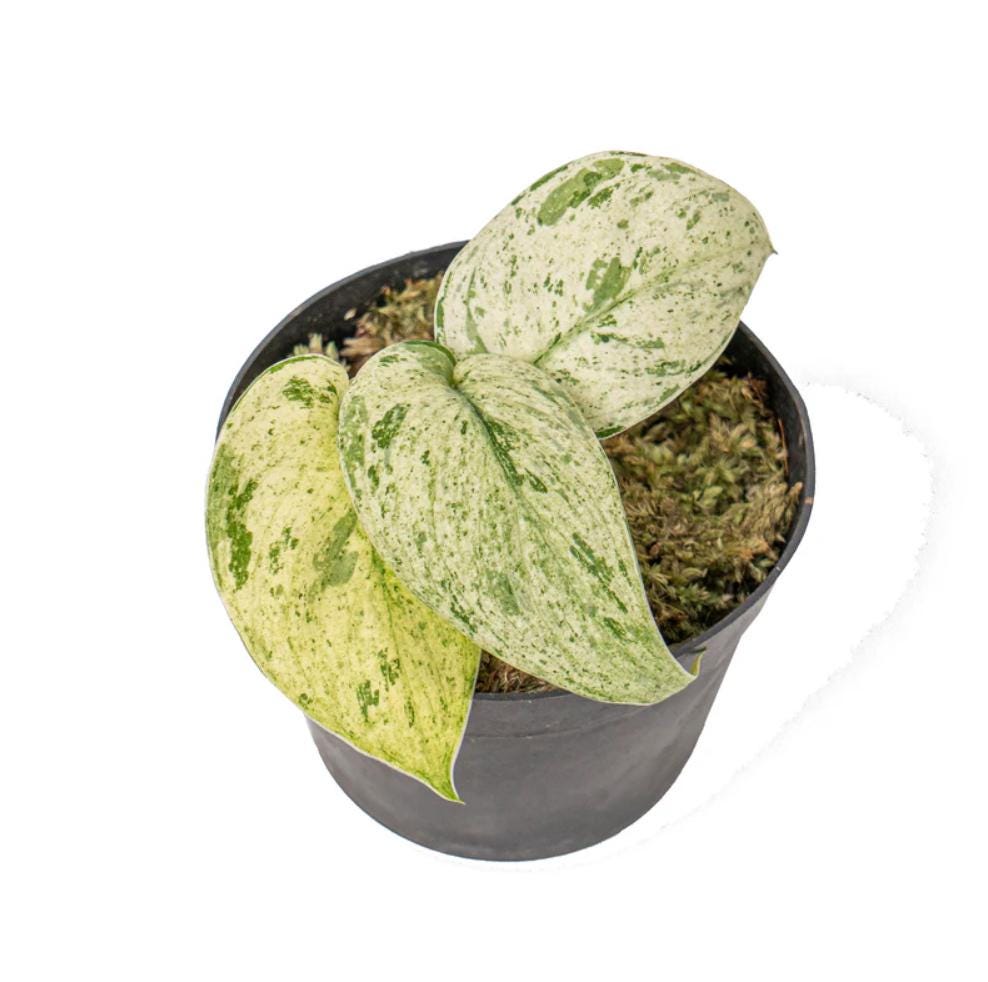 marble jade plant Scindapsus Jade Satin Marble - Rare Plant - Beautiful Plant