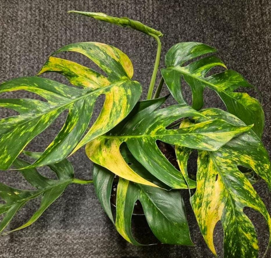 epipremnum pinnatum monstera Epipremnum Pinnatum Aurea Variegata Yellow Flame - Rare Plant - Beautiful Plant