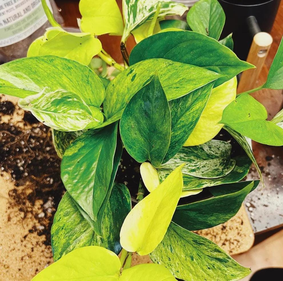 mixed pothos Pothos Mix of 5 - Rare Plant - Beautiful Plant