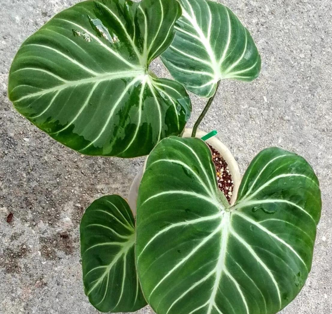 is philodendron gloriosum rare Philodendron Gloriosum - Rare Plant - Beautiful Plant