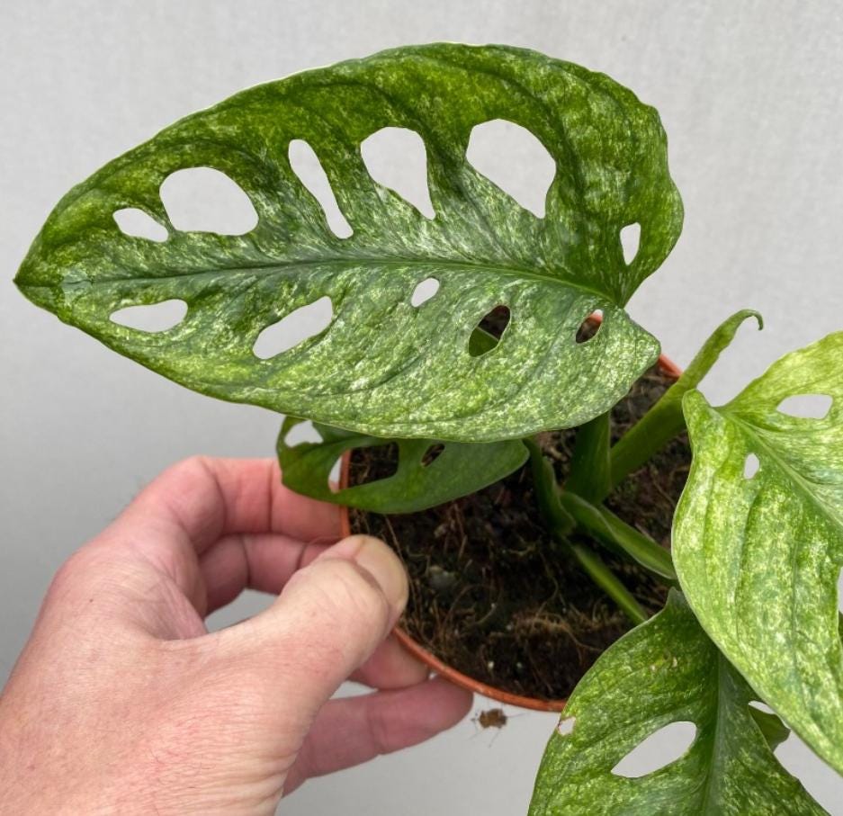 monstera adansonii rare Monstera Adansonii Mint Variegated - Variegated Monstera - Rare Plants - Monstera Cuttings