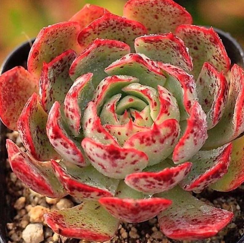 red flame succulent Echeveria Love Fire - beautiful succulent