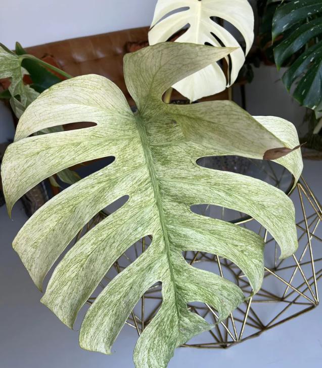 mint monstera deliciosa Monstera deliciosa Mint Variegata - Monstera Mint - Rare Plant