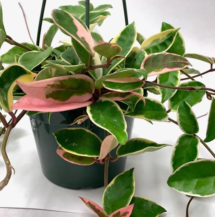 hoya plant succulent Hoya Carnosa Krimson Queen - succulent plant