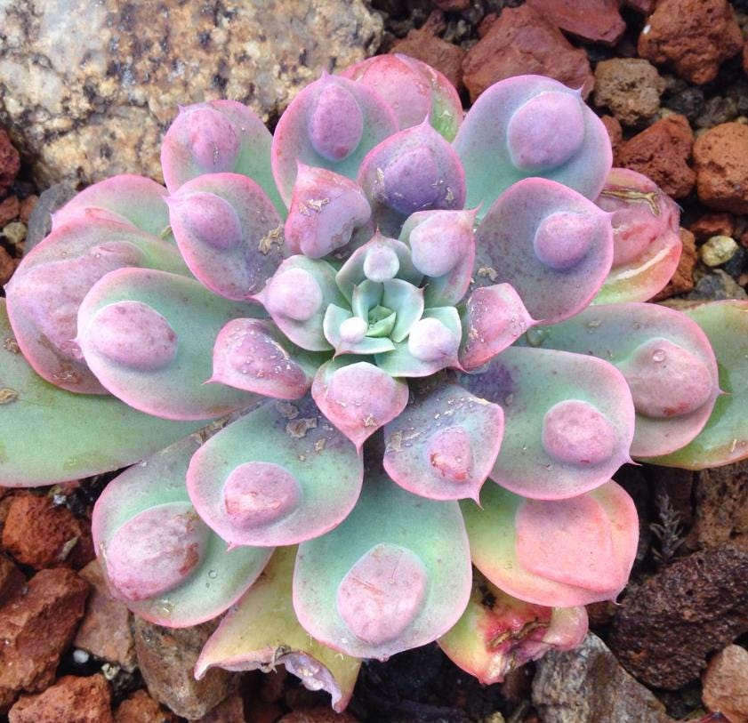 raindrop succulent Echeveria Raindrops - beautiful succulent
