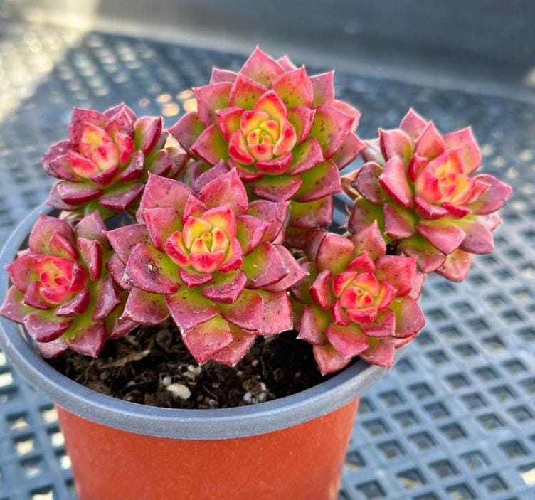 beautiful succulent Echeveria Letizia - beautiful succulent