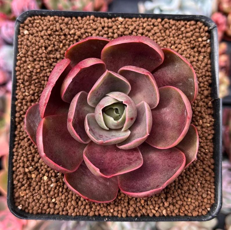 red succulents plants Echeveria Red Tan - beautiful succulent