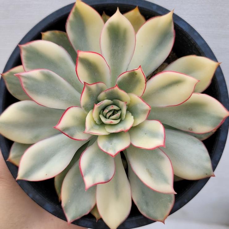 esther succulent Echeveria Esther Variegated - beautiful succulent