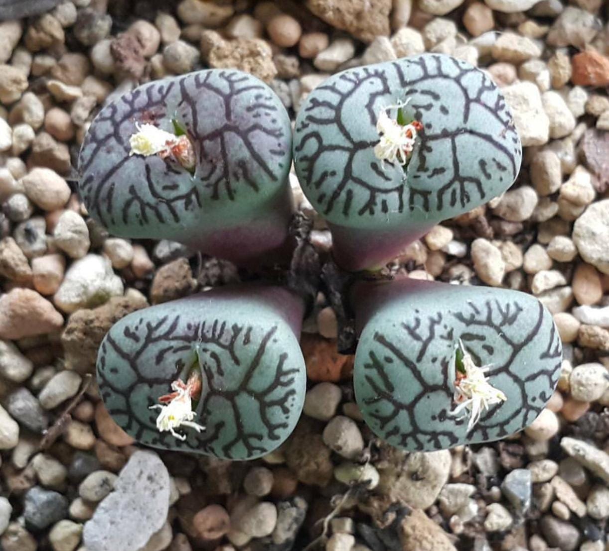conophytum succulent Conophytum Wittebergense - Very Rare - Beautiful Succulent