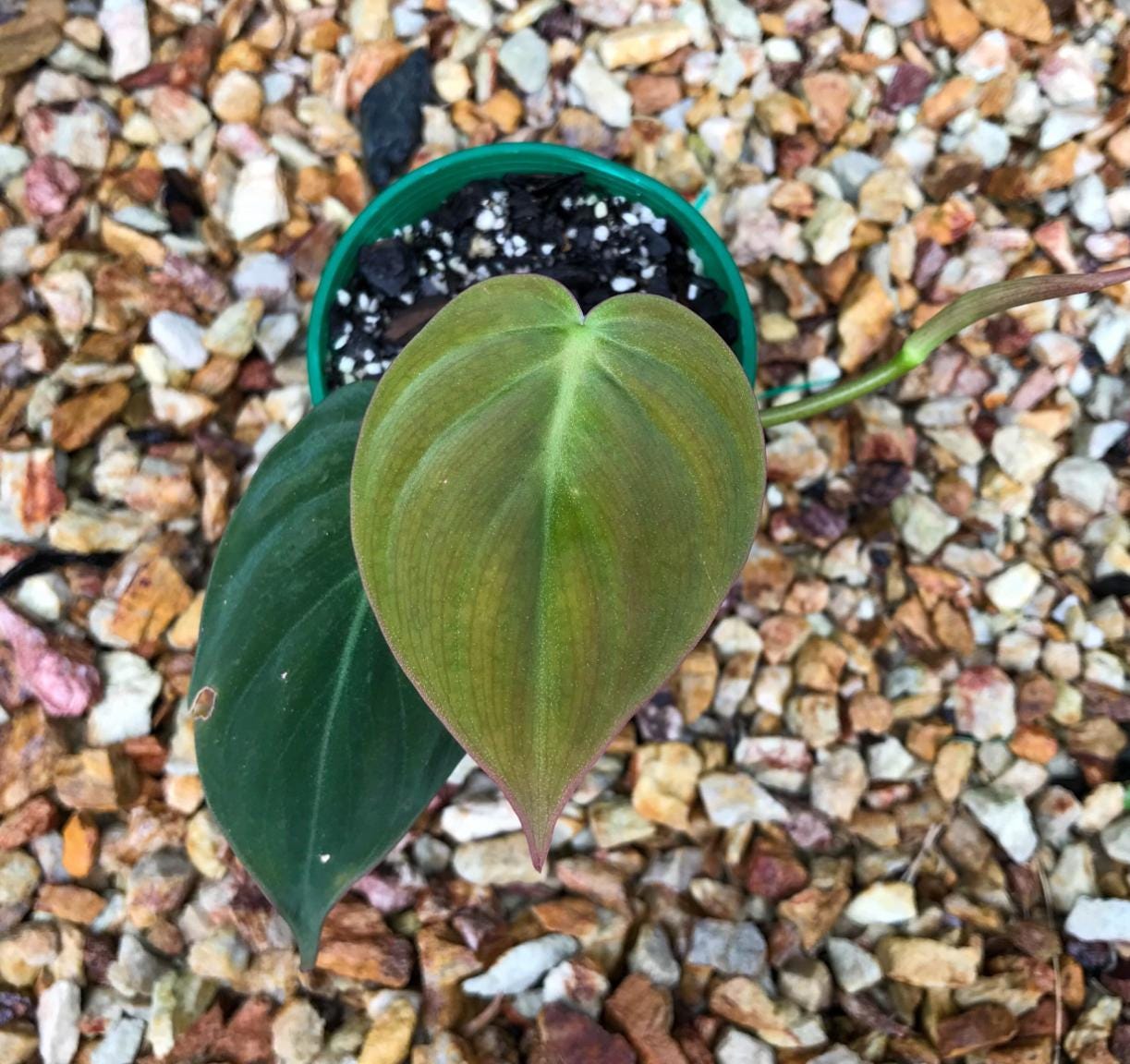 philodendron scandens micans Philodendron Scandens Micans - Rare Plant - Beautiful Plant