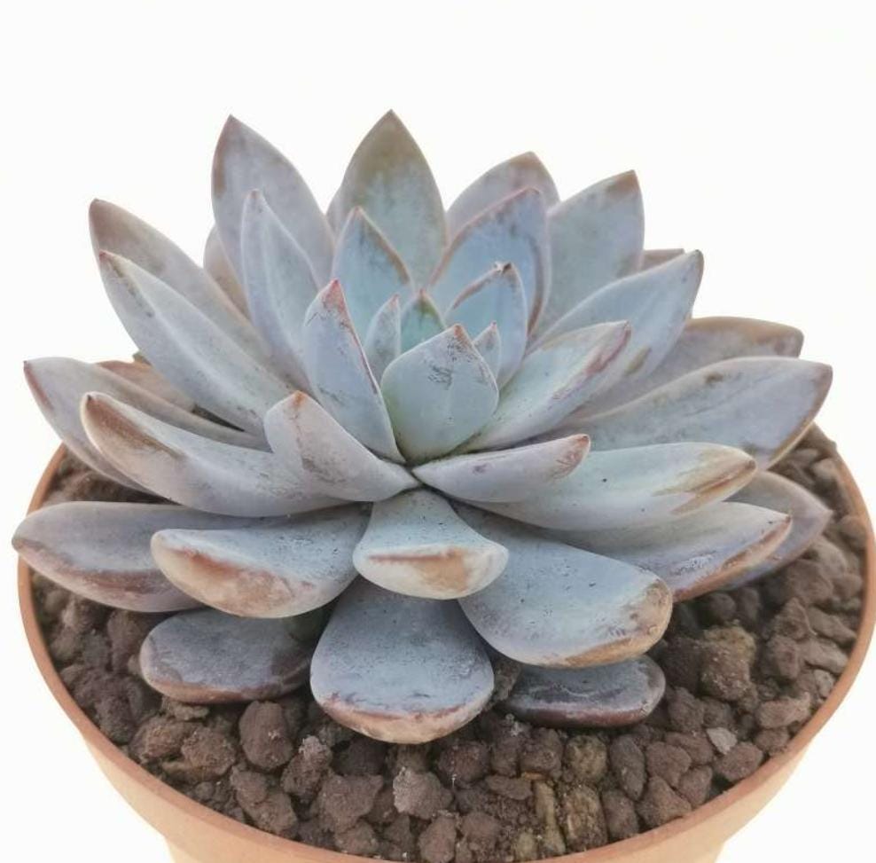 lulu succulents Graptoveria Lulu - beautiful succulent