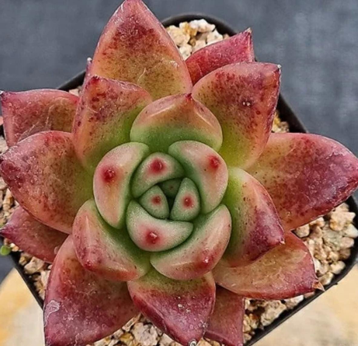 red rosette succulent Echeveria Red Wine - beautiful succulent