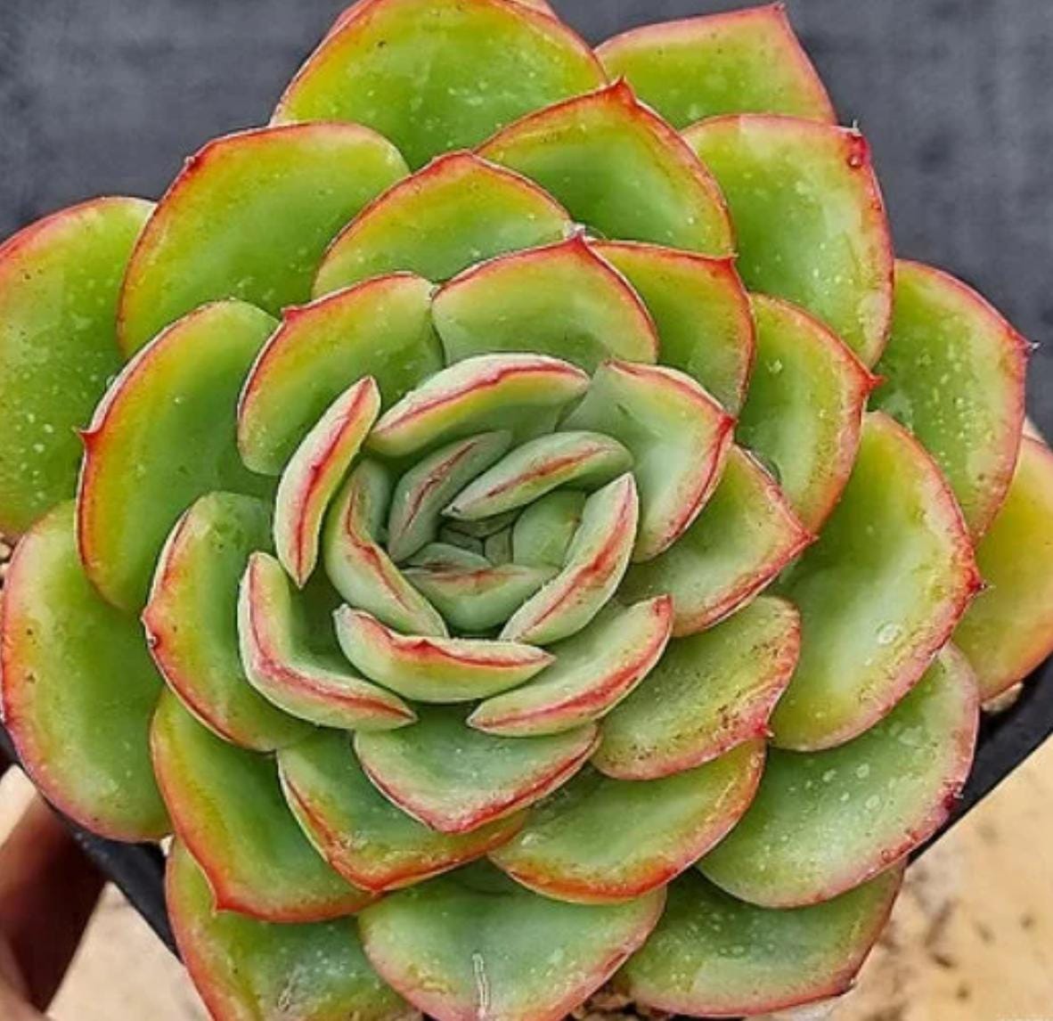 jade dew succulent Echeveria Morning Dew - beautiful succulent