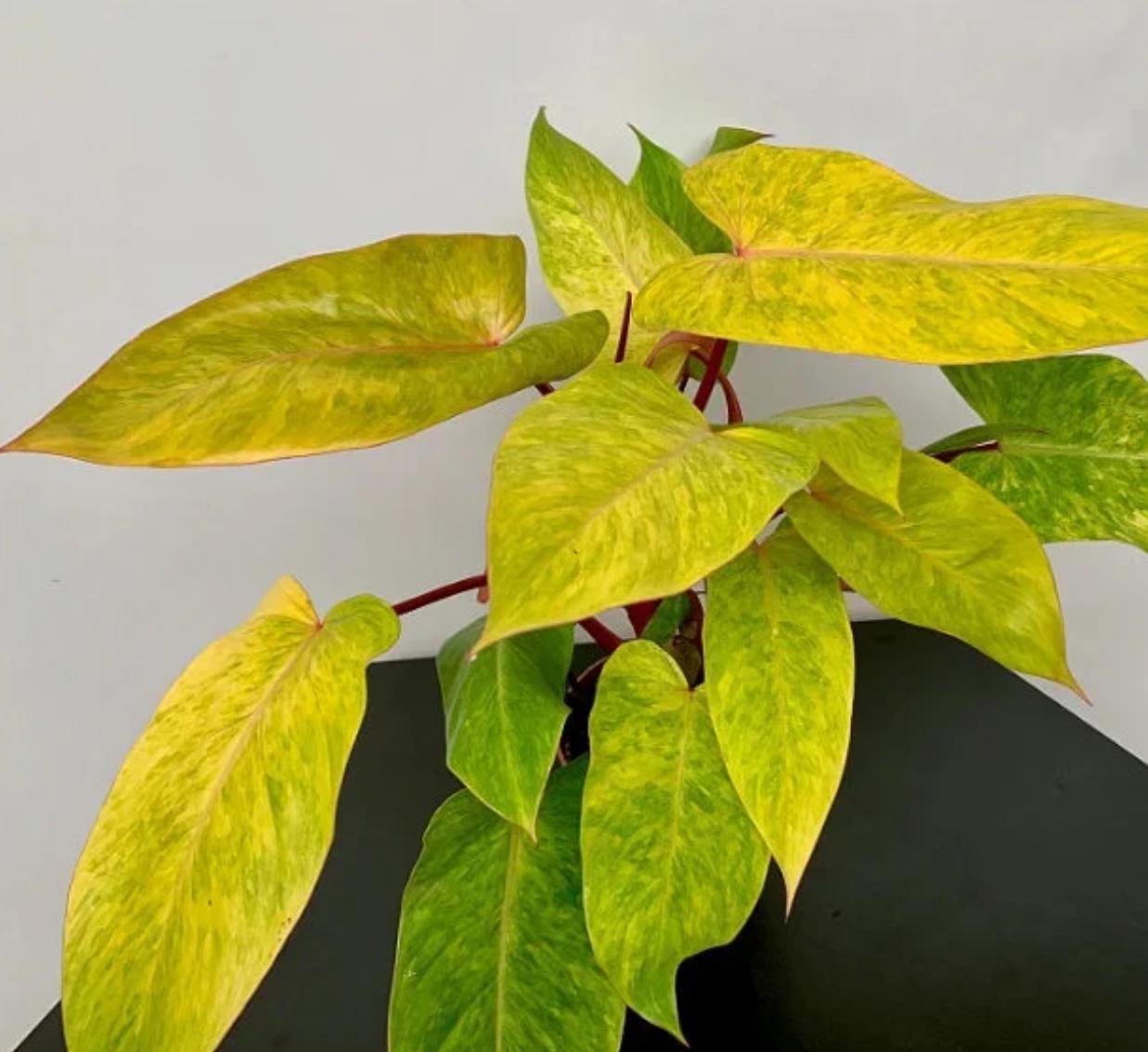 philodendron painted lady propagation Philodendron Painted Lady - Rare Plant - Beautiful Plant