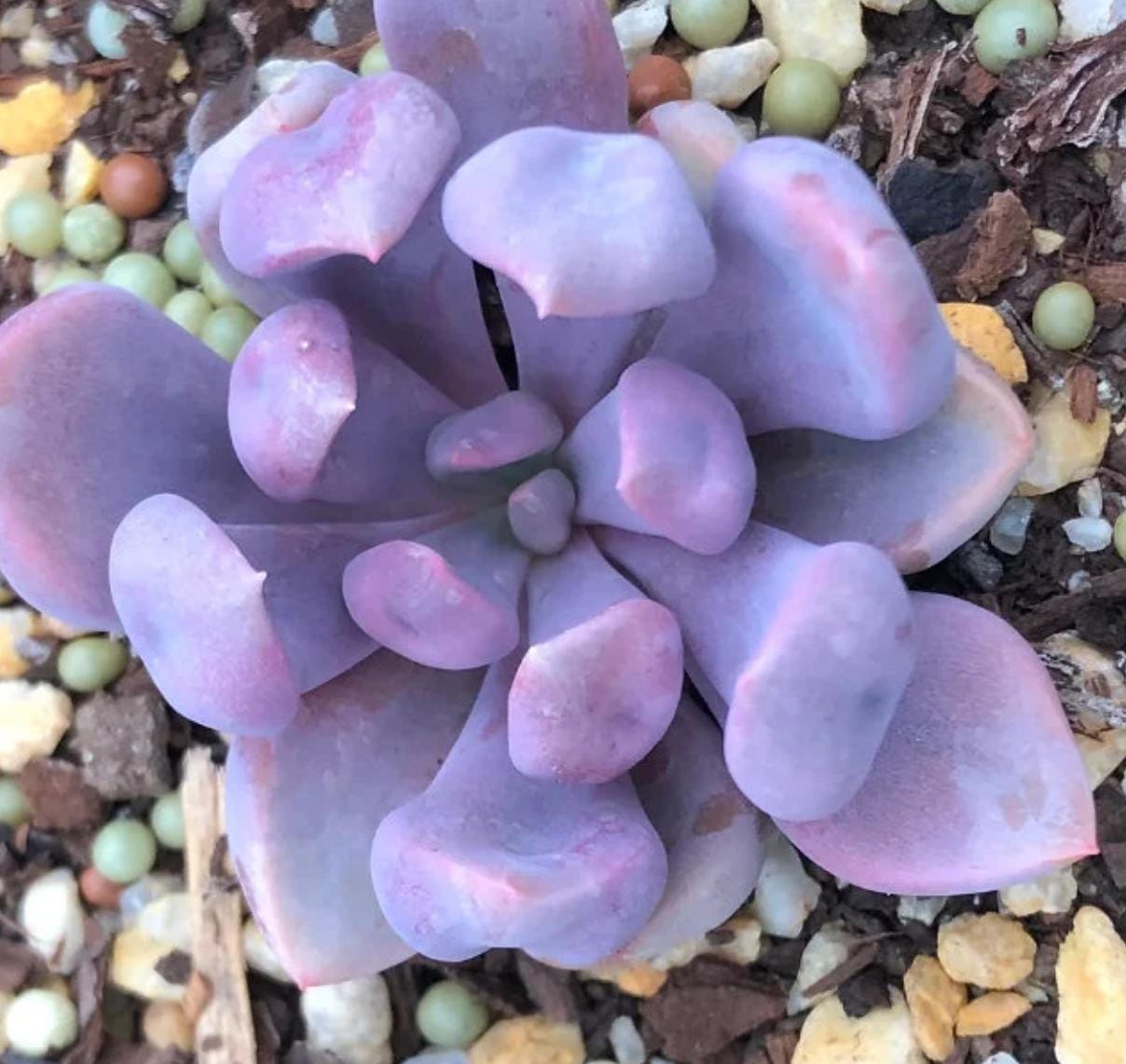 topsy debbie succulent Graptoveria Topsy Debbie - beautiful succulent