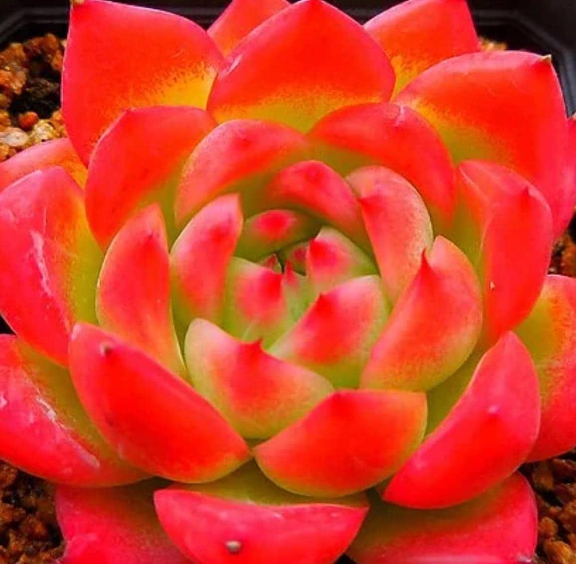 red and green leaf succulent Echeveria Deep Red - beautiful succulent
