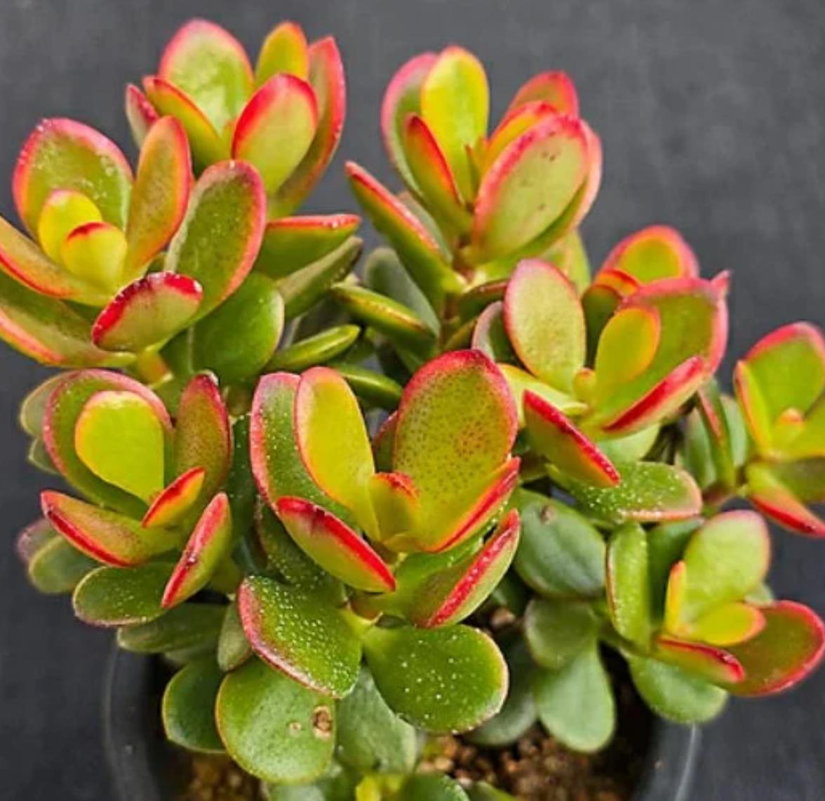 crassula daydream succulent Crassula Ovata Sunset Magic - Beautiful Succulent - Rare Succulent