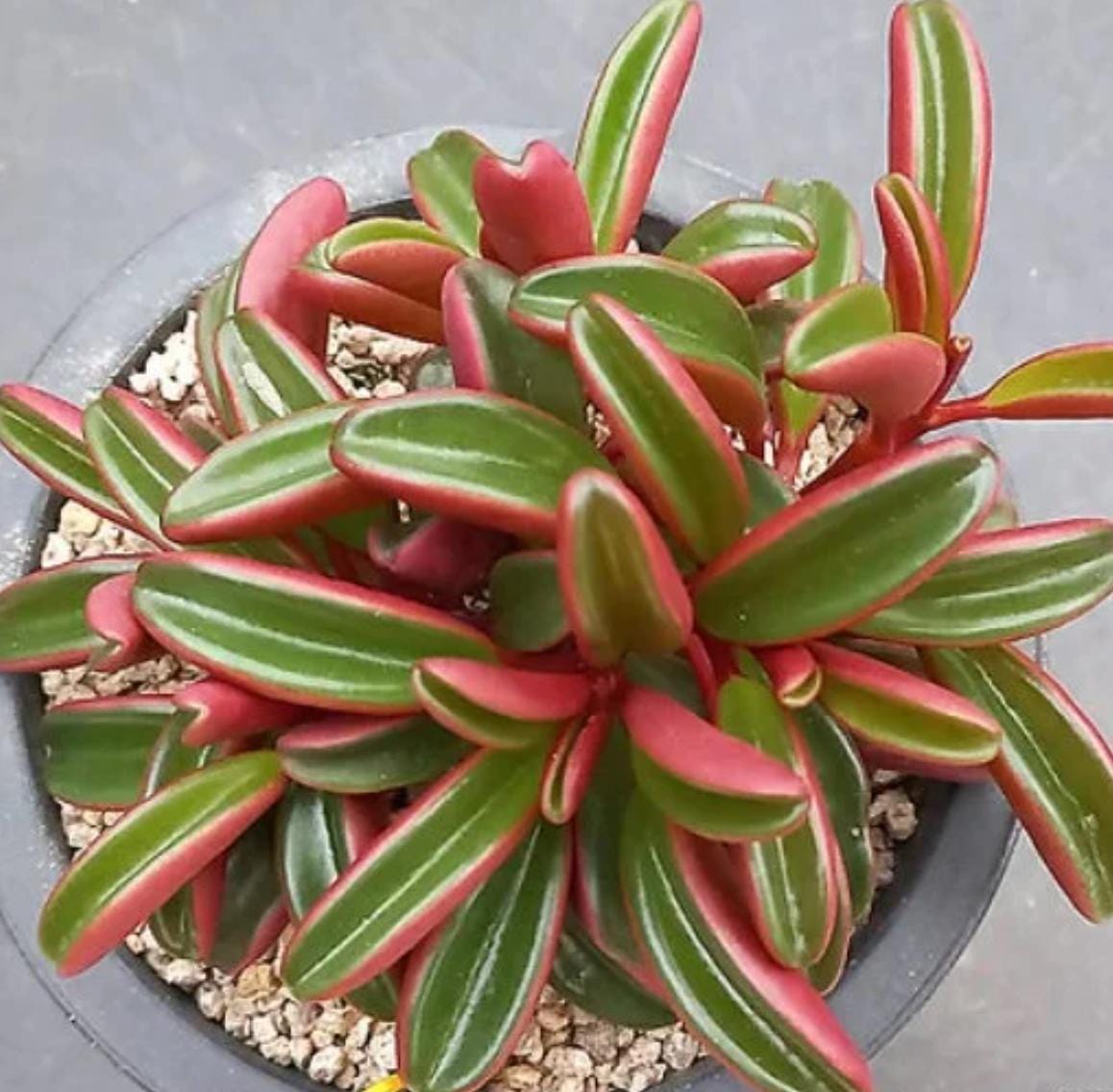 graveolens succulent Peperomia Graveolens - beautiful succulent