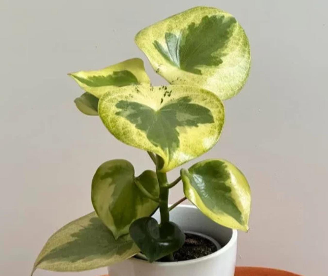 raindrop succulent propagation Peperomia Raindrop Variegata - beautiful succulent - propagation leaf