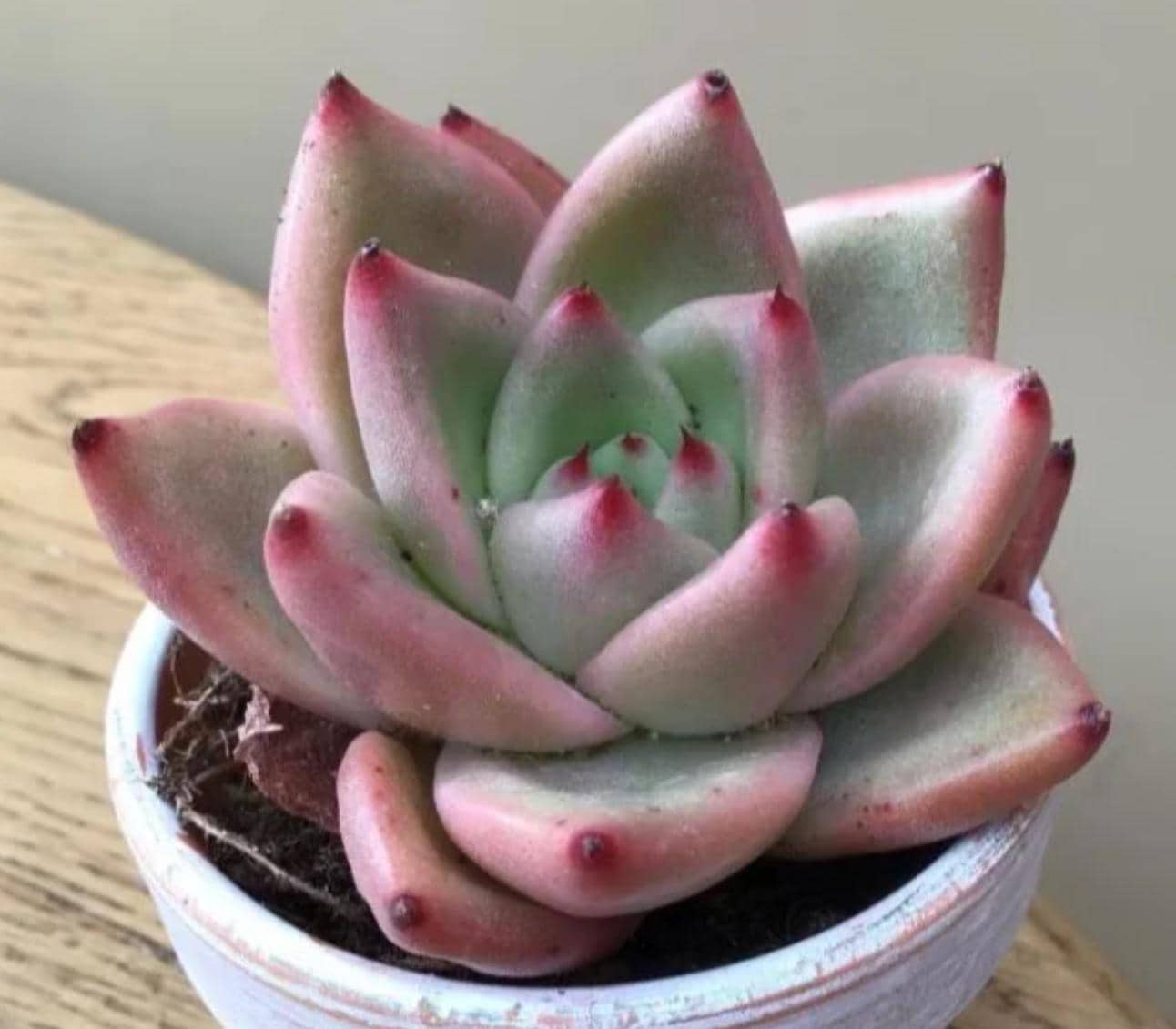 echeveria miranda succulent Echeveria Agavoides Miranda - beautiful succulent
