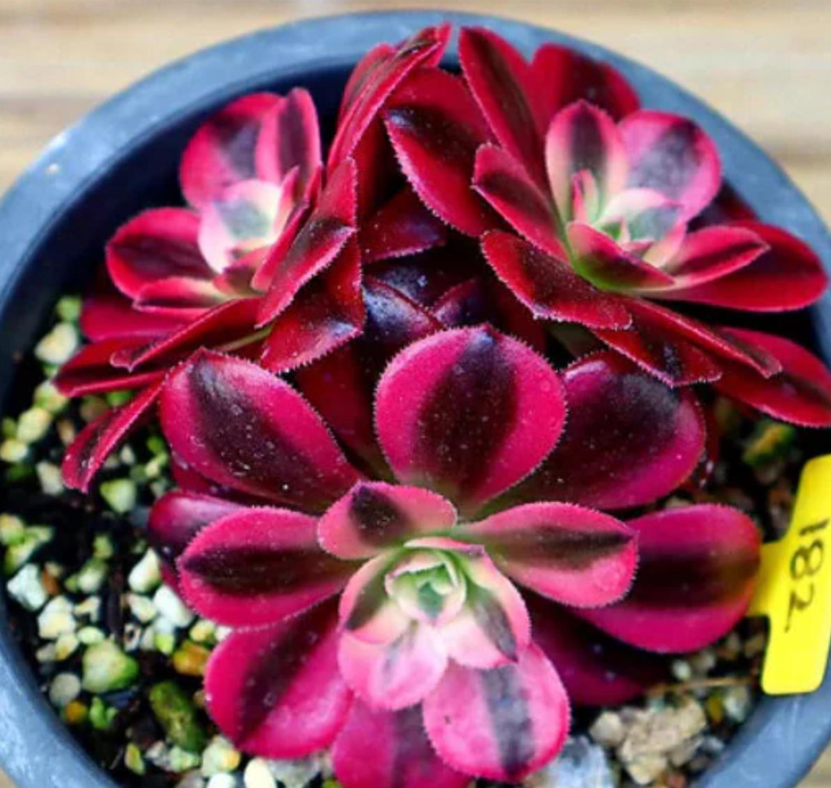 aeonium succulent propagation Aeonium Medusa - beautiful succulent
