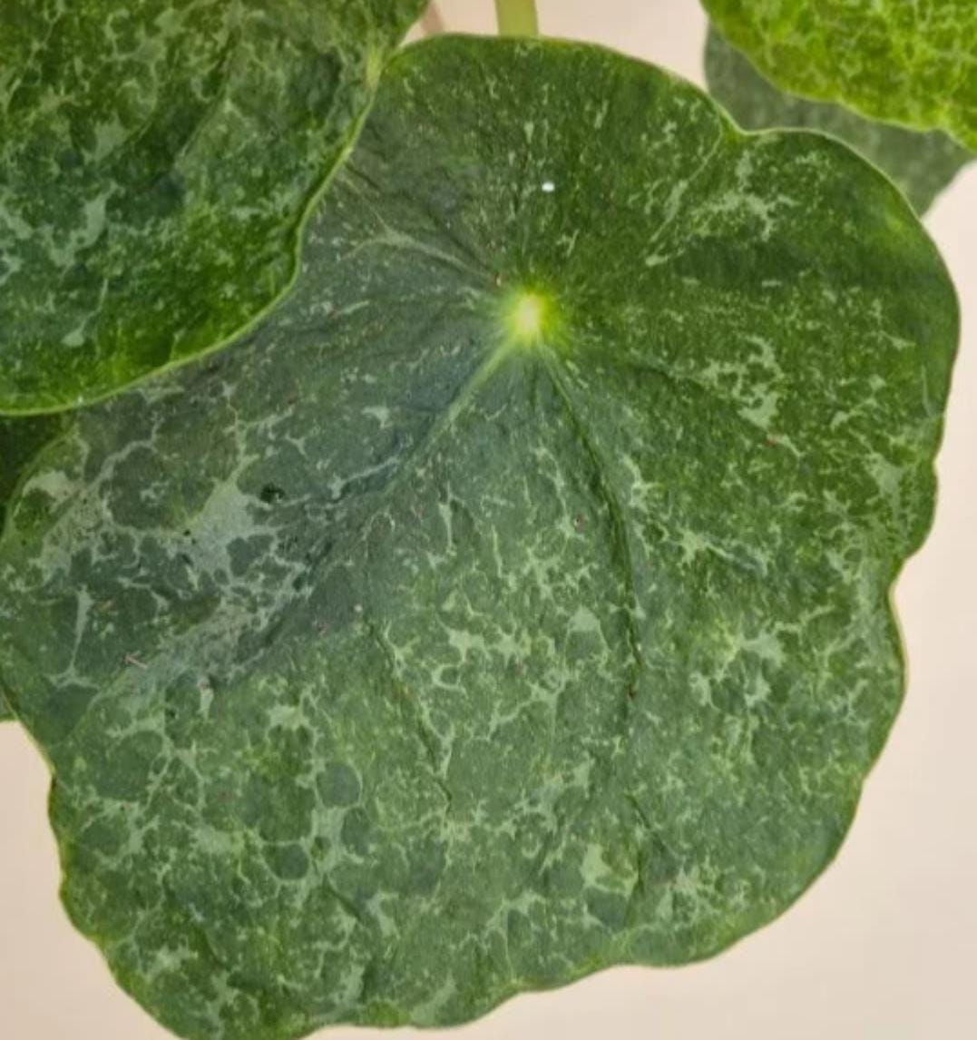 pilea succulent Pilea Peperomia Sugar - beautiful succulent - propagation leaf