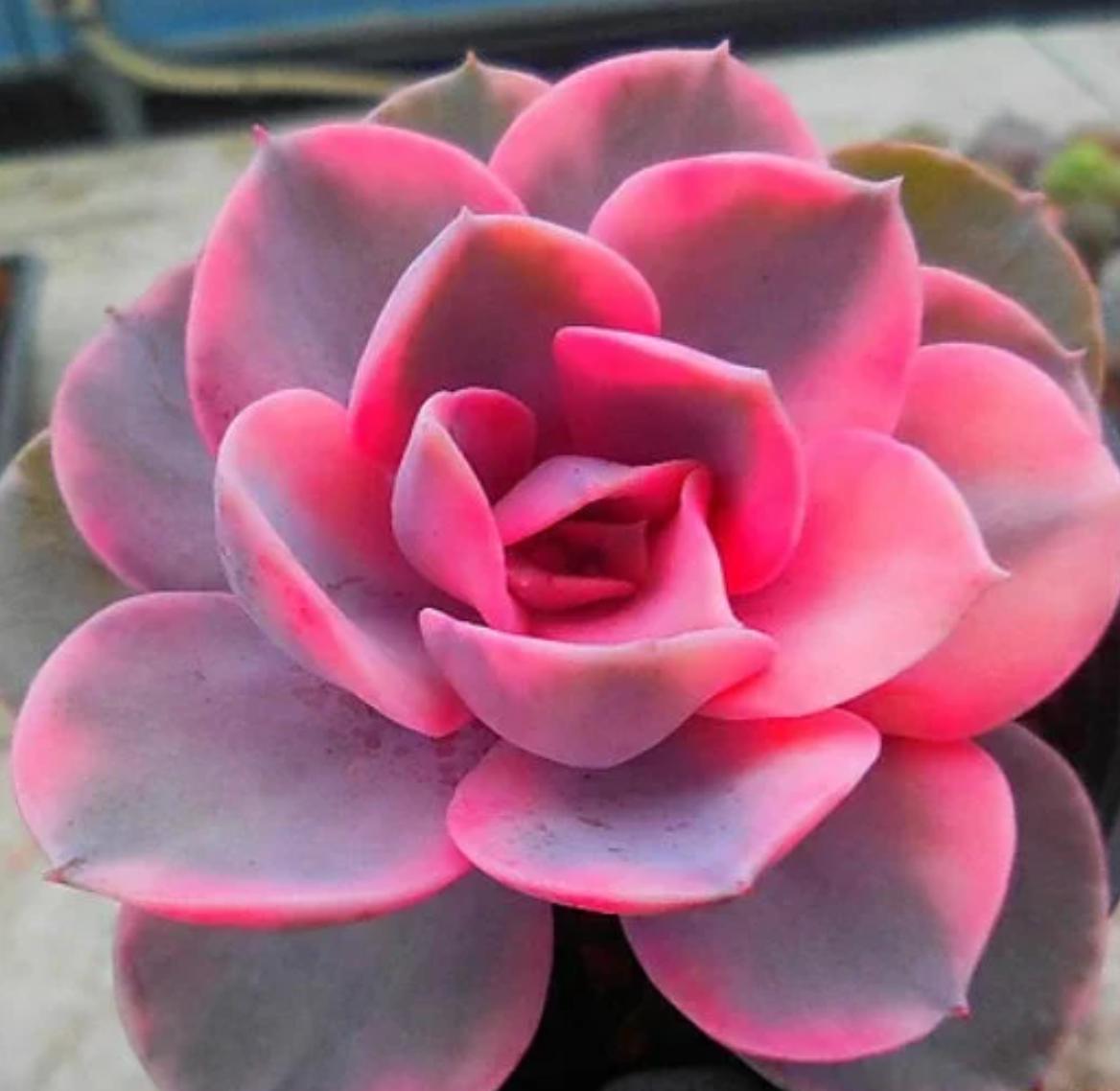 rainbow succulents Echeveria West Rainbow - beautiful succulent