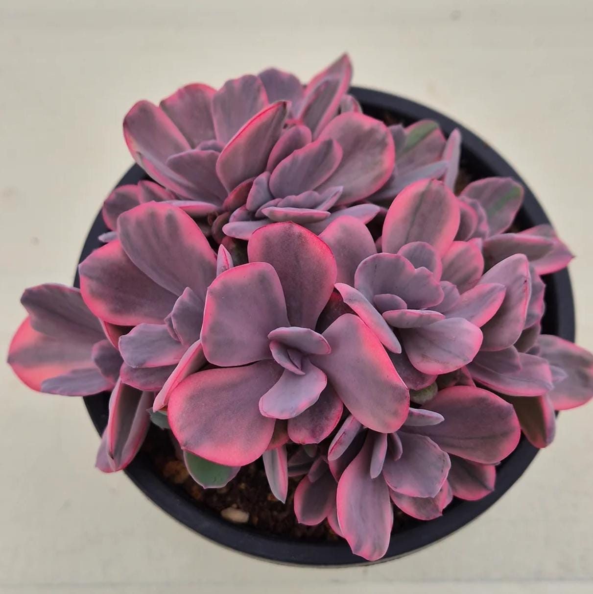 succulent angel plant Echeveria Angel Wings - beautiful succulent