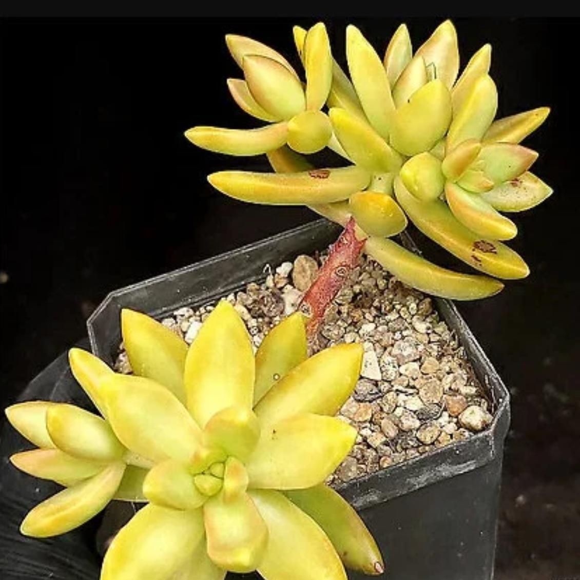 adolphii succulent Sedum Adolphi Lime Gold - beautiful succulent
