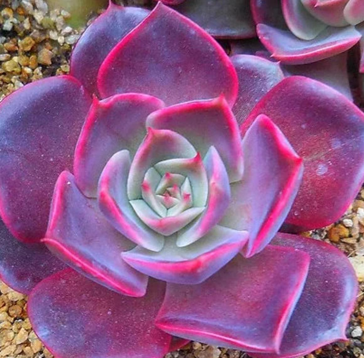 rabbit succulents Echeveria Pink Bunny - beautiful succulent