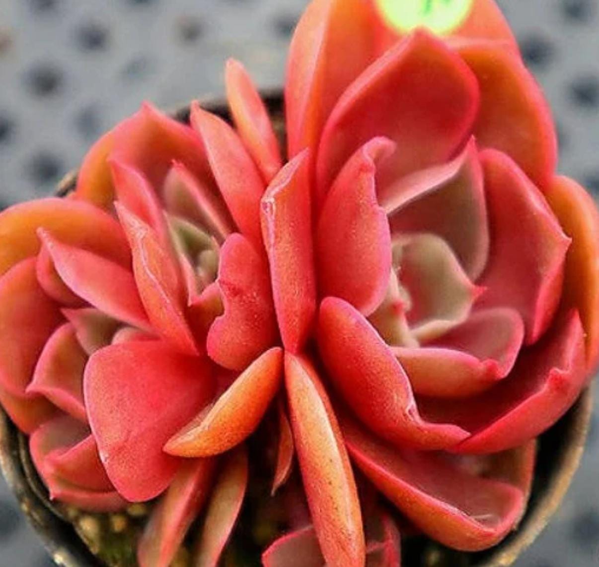succulents red leaves Echeveria Red Bullet - beautiful succulent