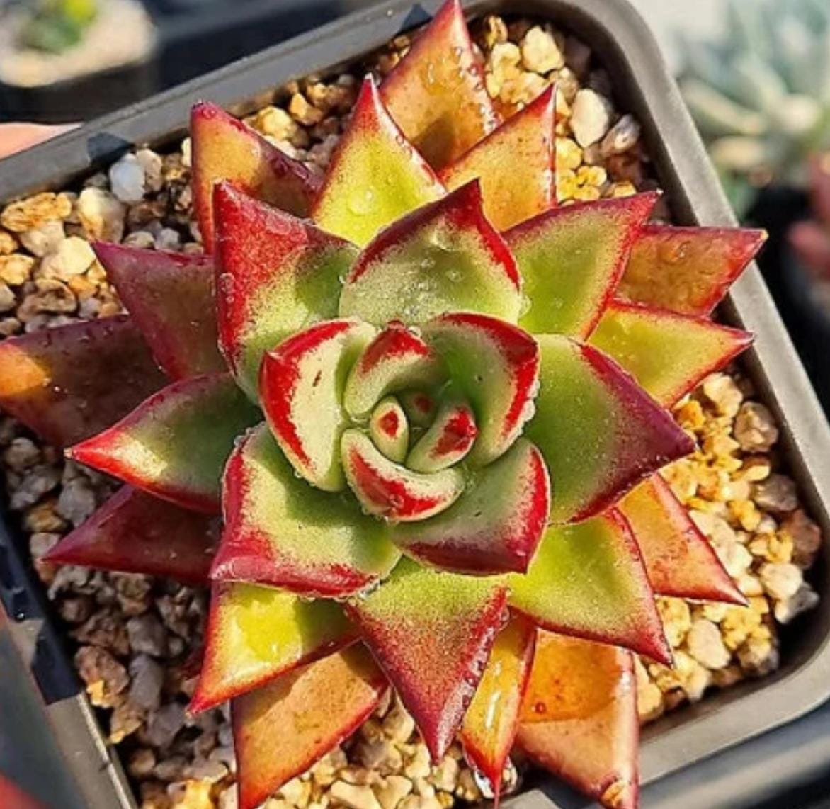 echeveria rose succulent Echeveria Rose Diana - beautiful succulent