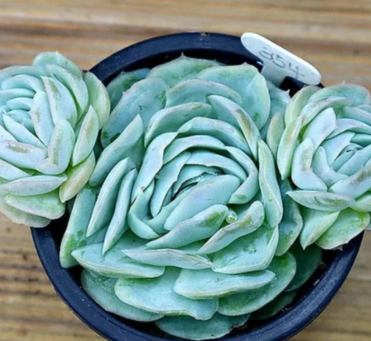 succulents from mexico Echeveria Mexico Rose - beautiful succulent
