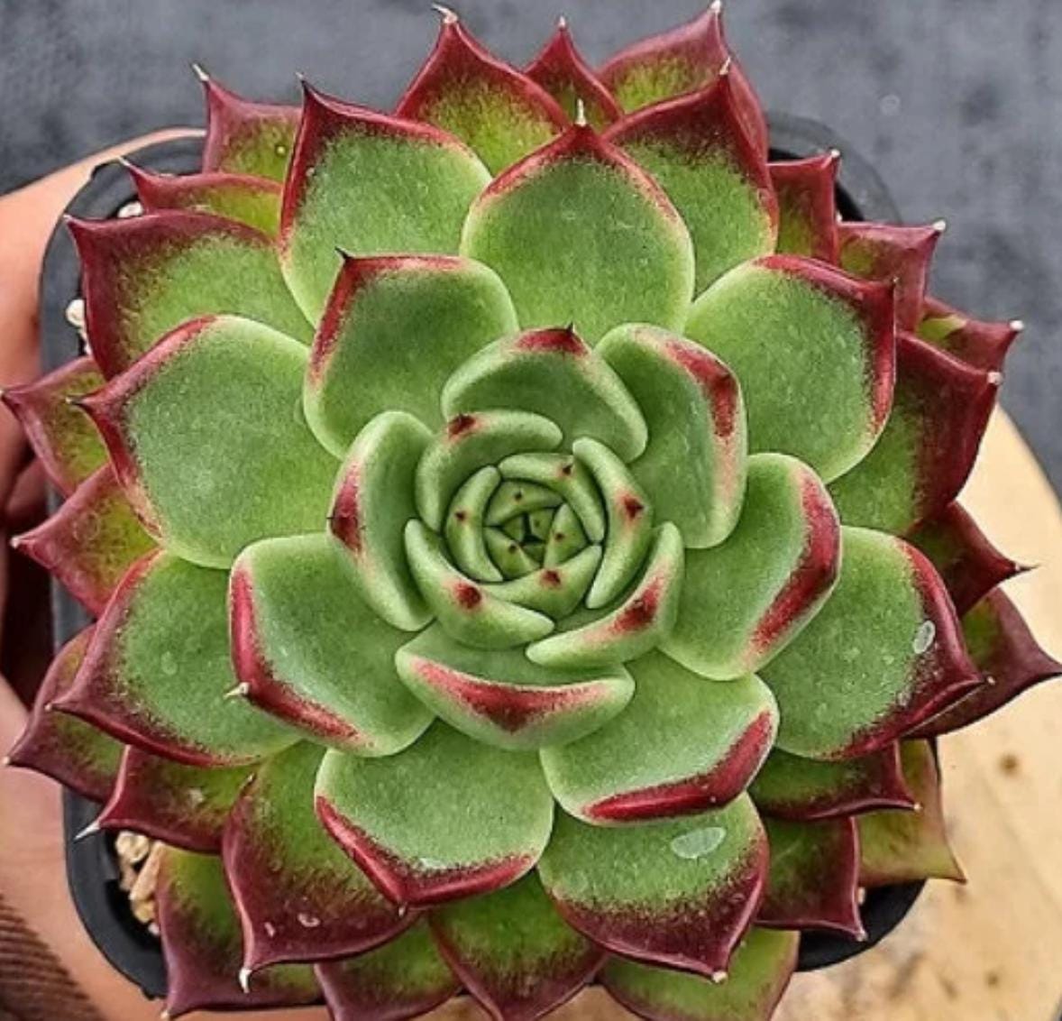 black leaf succulent Echeveria Black Jewelry - beautiful succulent