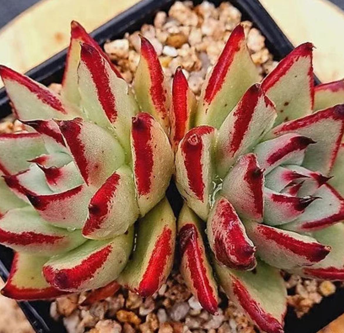 ebony succulent Echeveria Ebony - beautiful succulent
